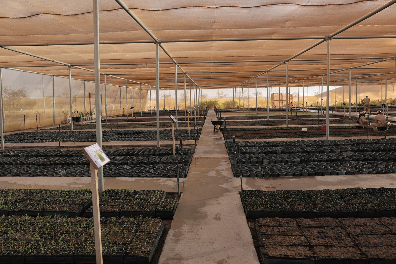 Mneifa Native Plant Nursery