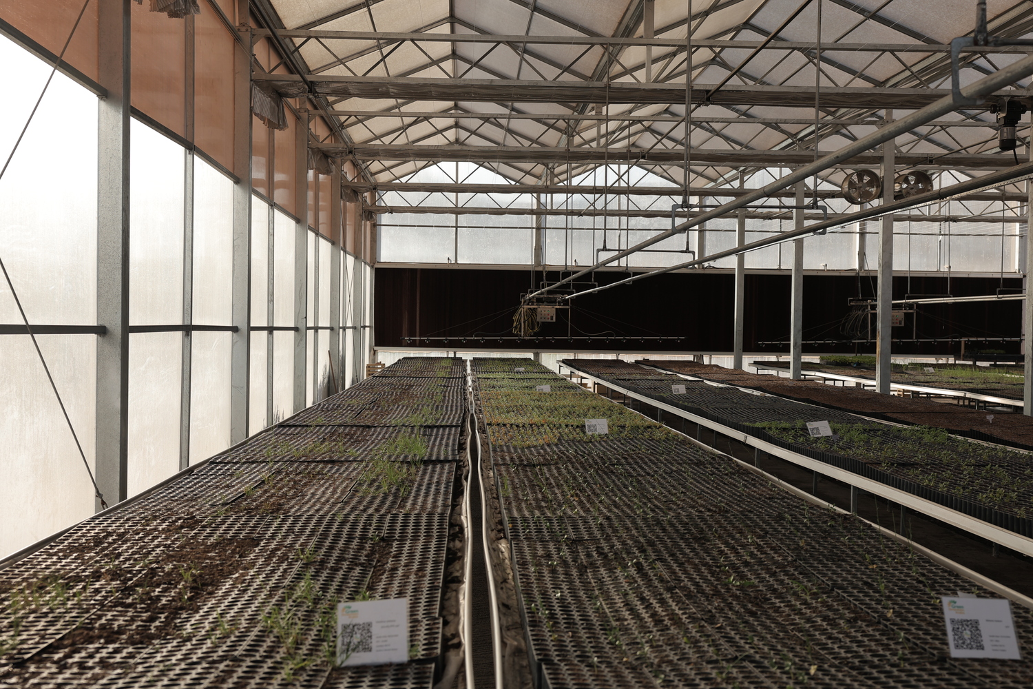 Mneifa Native Plant Nursery